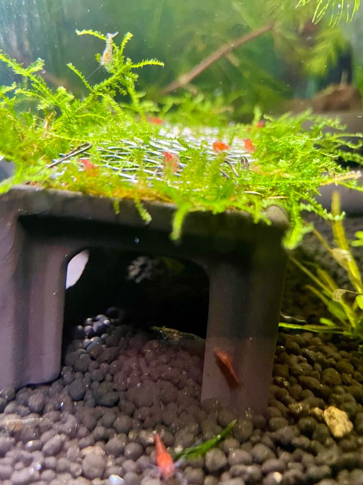 A kinda blurry photo of a bunch of small baby red cherry shrimp hanging out on sea plants growing on a little clay-like house