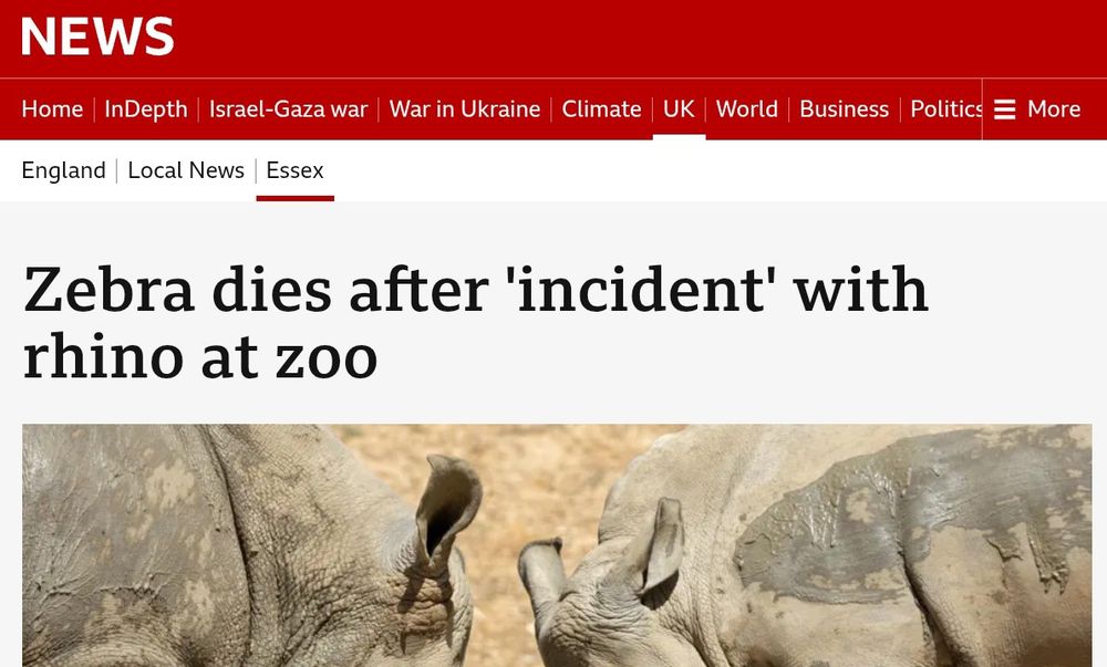Headline: Zebra dies after 'incident' with rhino at zoo. 