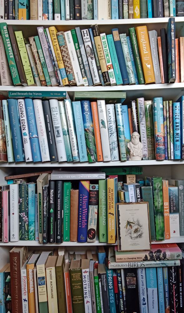 A very messy bookcase, full of nature books. Also includes a six-inch bust of Charles Darwin and a vintage print that reads The Naturalist's Library.  