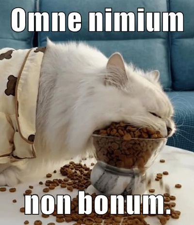 long haired white cat bending over food bowl tries to swallow entire bowl of food in one big mouthful. text:  Omne nimium non bonum. Every excess is not good.