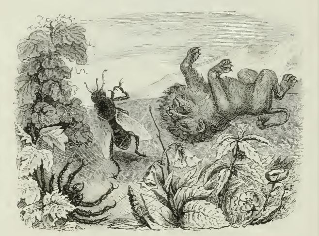Aesop's fable illustration: lion lies on his back in defeat, gnat jumps around, delighting in victory, backing up towards a spider waiting for him with her web