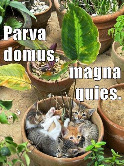 5 tiny kittens curled up in a garden pot with other pots containing plants all around them. text: Parva domus, magna quies.
Small house, great peacebut awake .