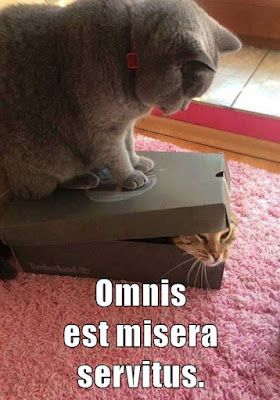 big cat sitting on top of a shoebox, crushing a cat inside the shoebox whose head is just sticking out. text: Omnis est misera servitus.
