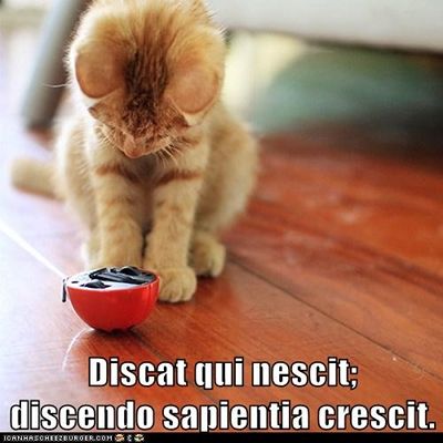 kitten stares intently at upside-down wind-up toy. text: Discat qui nescit; discendo sapientia crescit.
