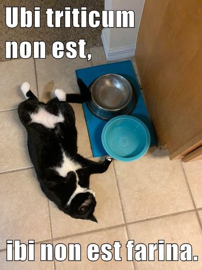 black and white cat lying on its back gazing at completely empty food bowl. Text: Ubi triticum non est, ibi non est farina. Where there is no wheat, there is no flour.