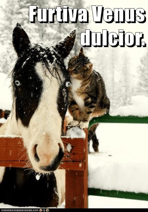 horse sticks head out over fence, eyes wide as cat sitting on fence railing gives the horse a kiss; it is snowing. text: Furtiva Venus dulcior.
Furtive love (is) sweeter.