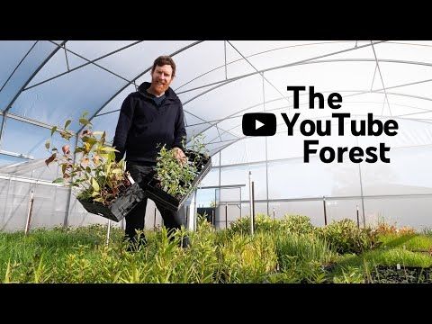 Watching this YouTube video will plant a forest