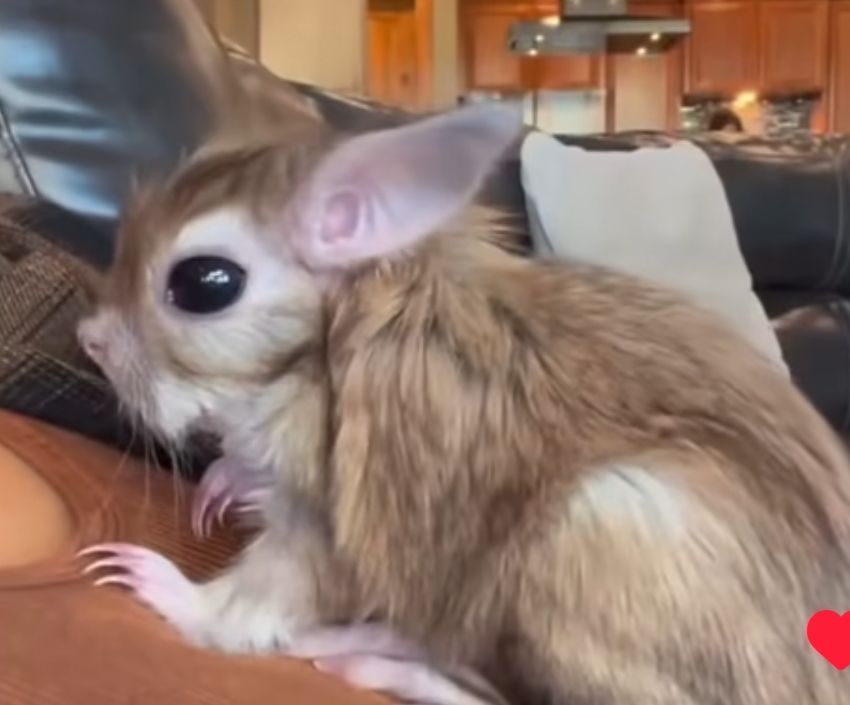East African Springhare, it's a rodent that looks like if a kangaroo mouse was 8 lbs and has an upturned human like nose with a Sam Elliot mustache and giant eyes with rabbit like ears I can't believe it's real. 