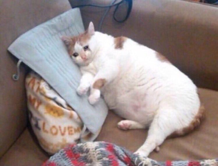 Cat on a heating pad looking sad 
