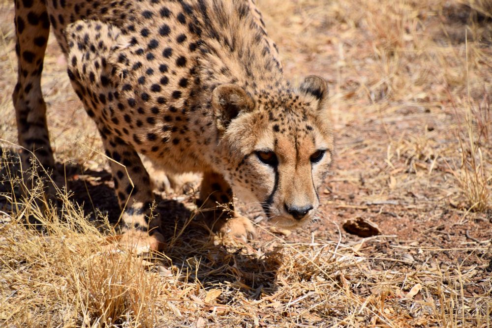 adult cheetah crouched and ready to stalk something