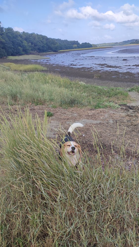 Un beagle plein de joie dans les herbes hautes, en bord de cours d'eau
