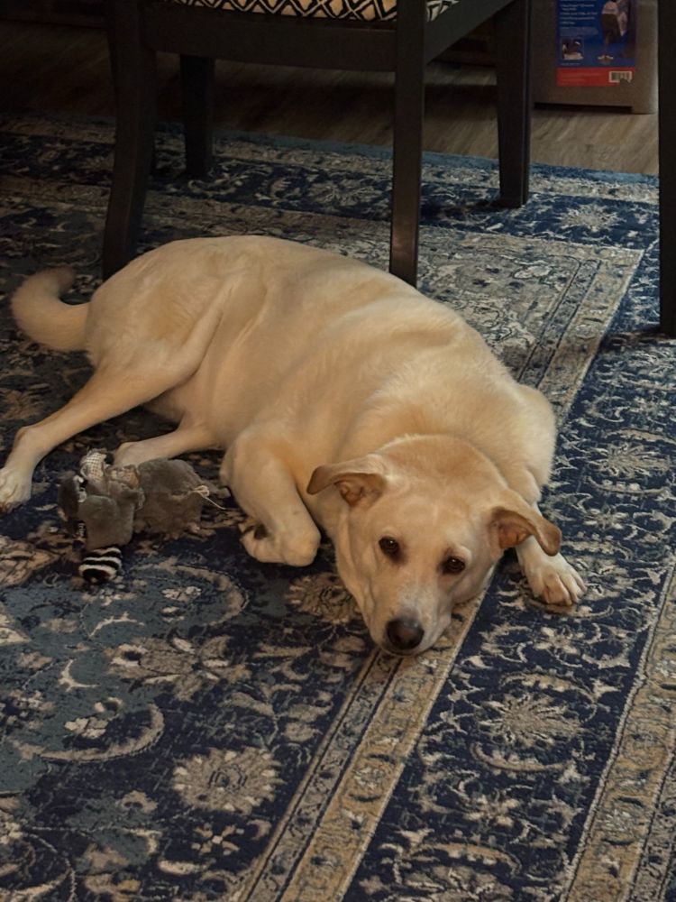 a large white dog is become one with the blue rug
