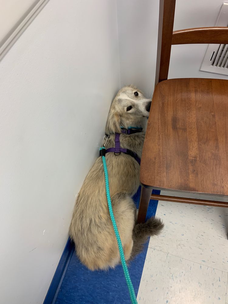 A grey and white dog tries to hide under a chair