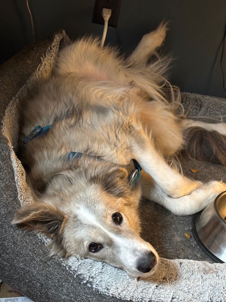 A grey and white dog lies on her back and gazes at you