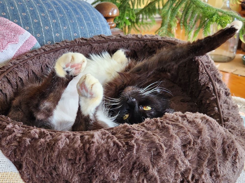 A Tuxedo cat lies mostly on her back in a dark brown faux fur plush basket on a blue couch with green plant in the background.  The cat has white whiskers, yellow eyes, white bootie-socks, and mostly pink beans.  She is twisted around in a position that would break a human's spine; her back feet are in the foreground and one of her front legs is sticking out at an upwards angle.  I love her but she is a little weirdo.