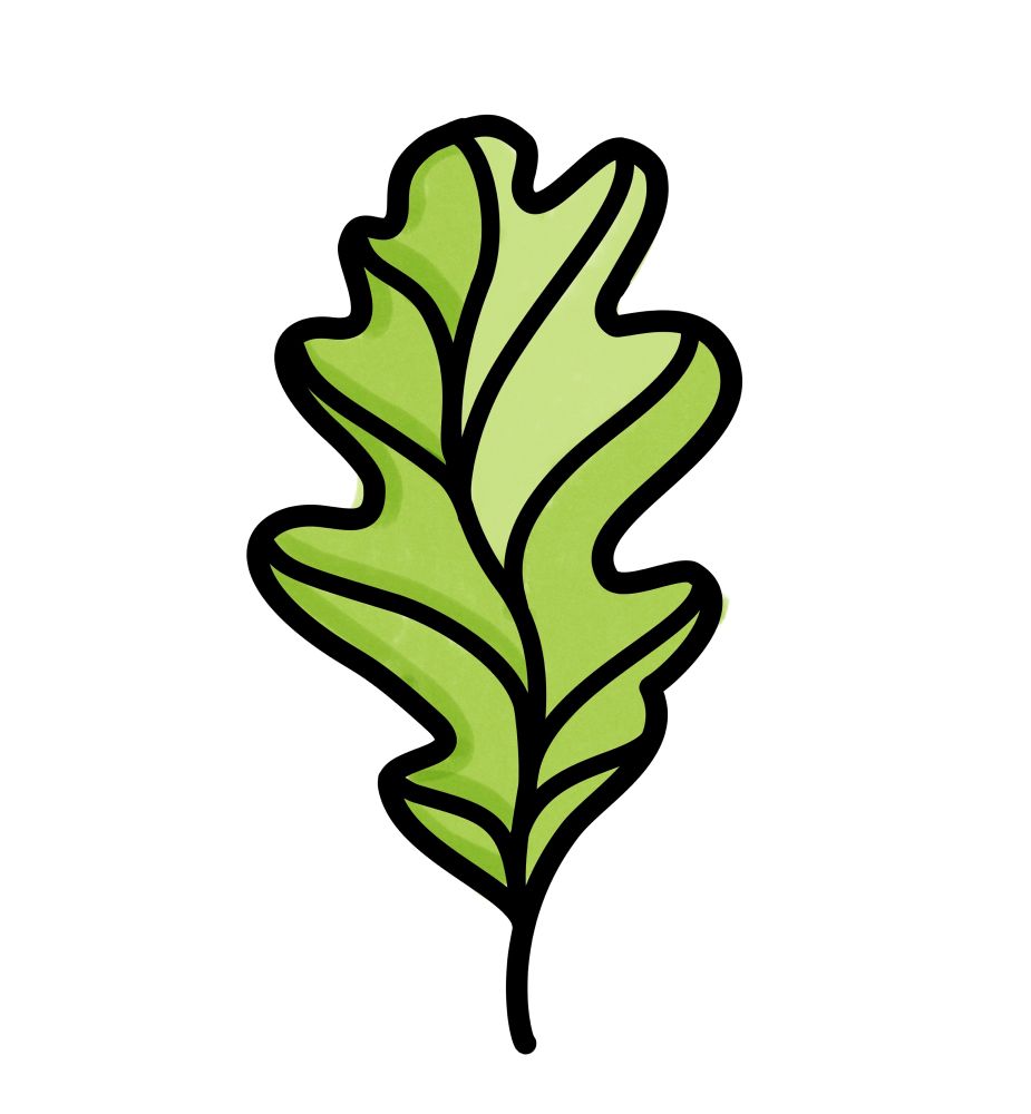 a drawing of an oak leaf