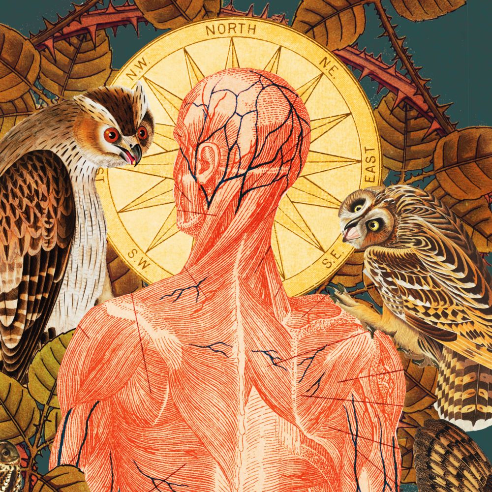 a collage using vintage illustrations. Central to the composition is a medical illustration of a male figure, whose back is to the viewer and head turned slightly to the left. It’s one of those muscle diagrams so he basically looks “skinned”. There is a yellow compass rose surrounding his head and it looks like a halo. The figure is surrounded by thorny bramble vines. He is also flanked by two owls perched on the vines who look like they’re either wanting to talk to him, or maybe eat him. The composition is set against a dark blue background and just generally riffs on motifs used in representations of saints

(anyway I made this while waiting to be assessed by a clinician so I could start T. The whole process felt like spiritually eviscerating myself on someone else’s altar, just to survive. getting all long winded in the alt text. whoops 