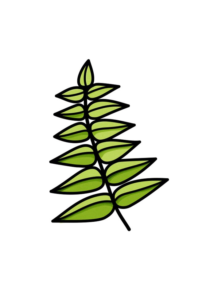 a drawing of a rowan leaf