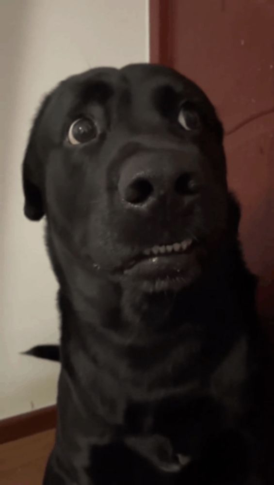 a close up of a black dog with a surprised look on his face