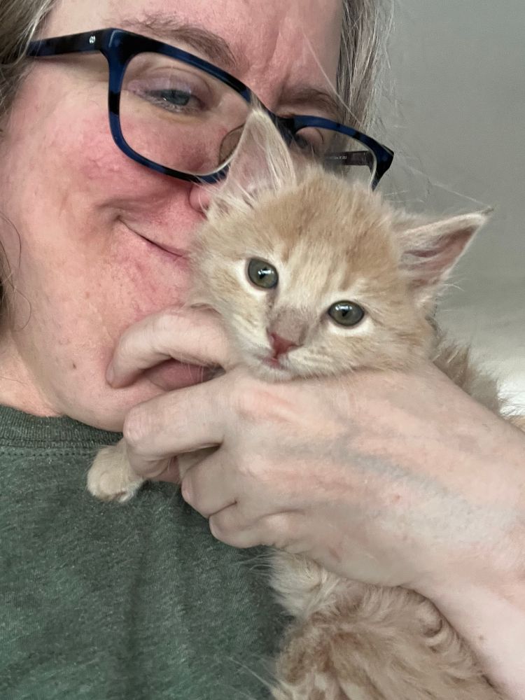 Tiny buff kitten being snuggled by foster momma 