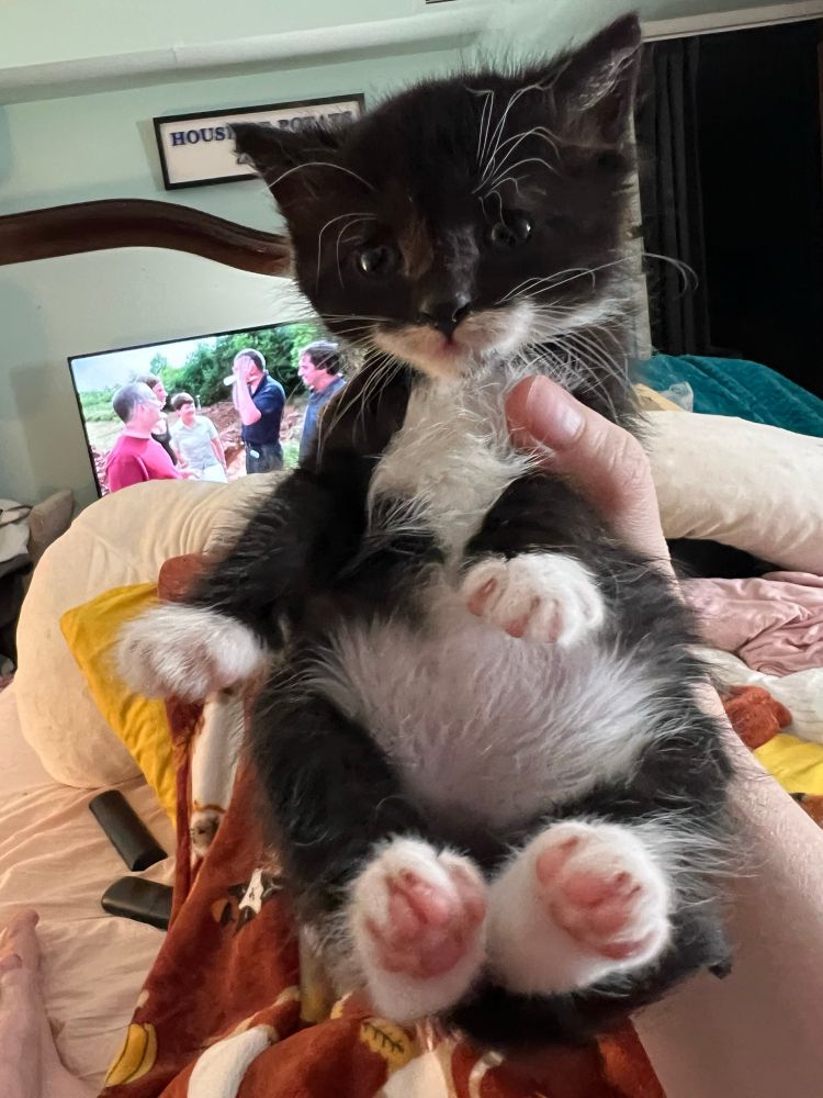 Tony black and white tuxie kitten 