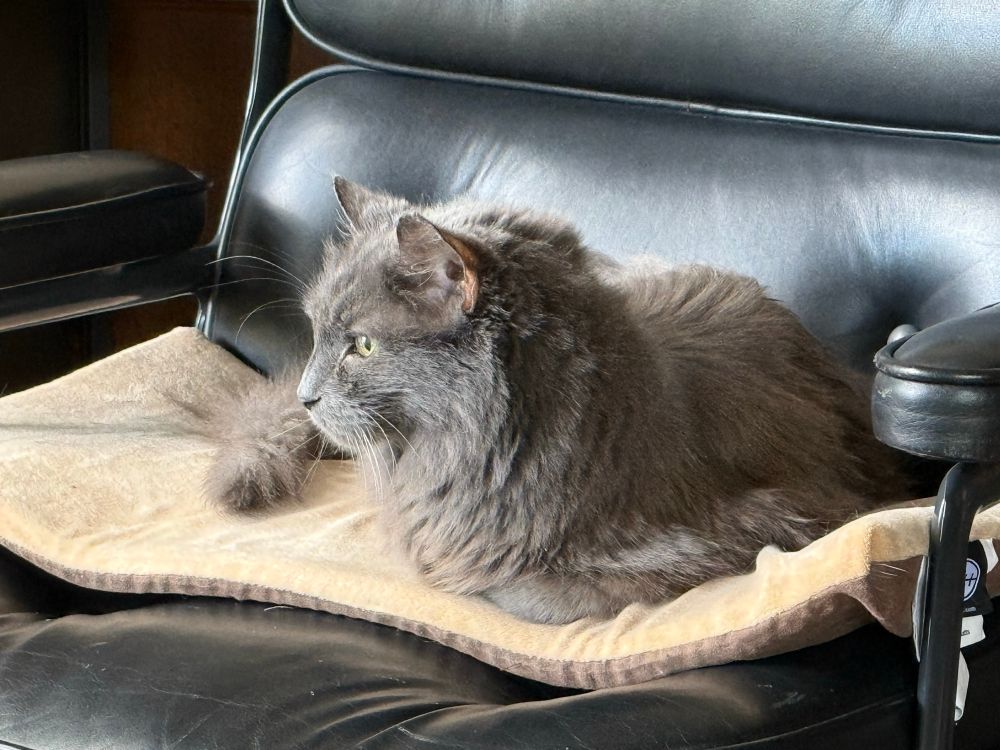 A grey cat with long fur is resting on a heated comfy bed in a chair, staring out a window that you can’t see. 