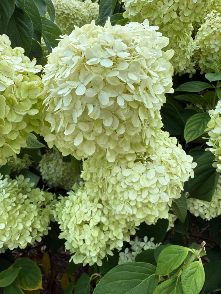 Poofy white hydrangea blossoms 