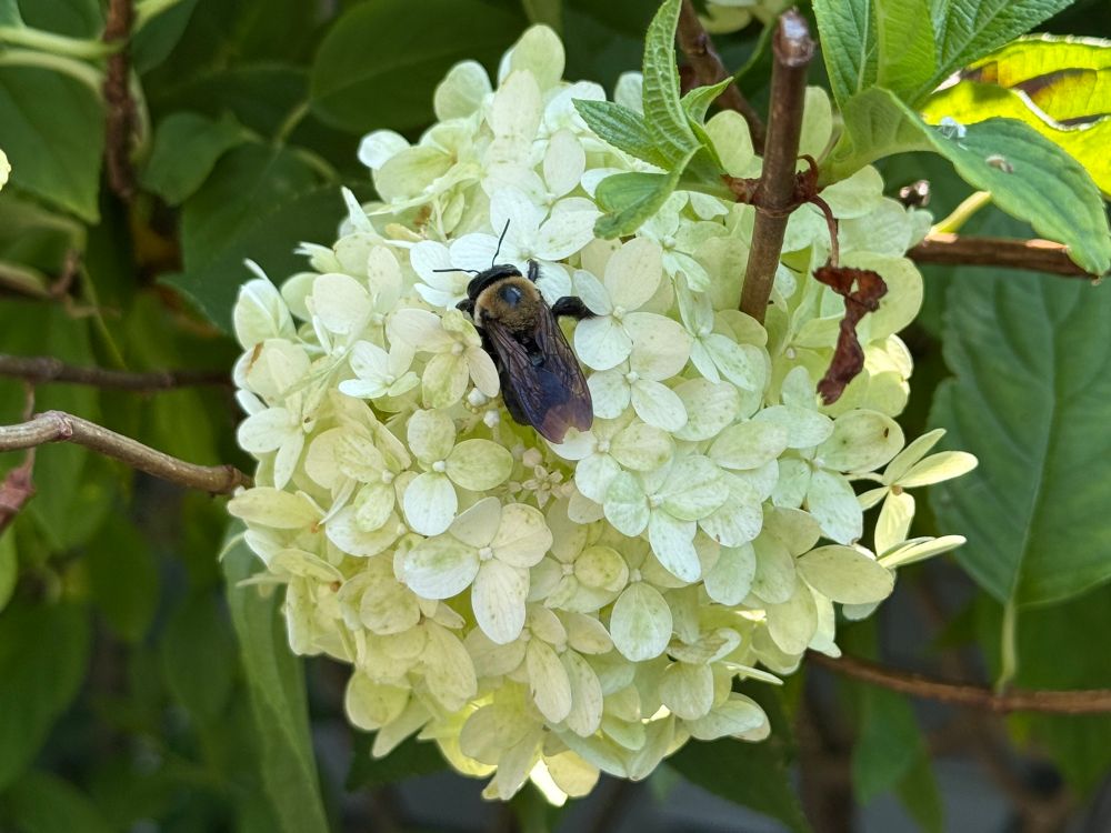A large bee clings to a fluffy white hydrangea blossom