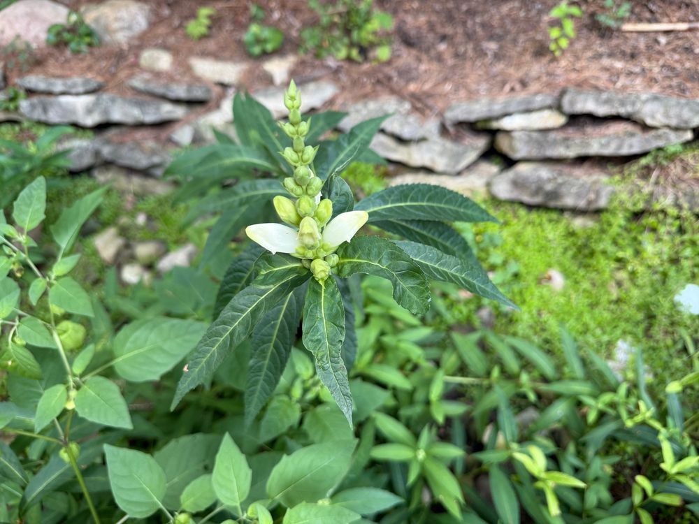 White turtlehead flowers are starting to bloom