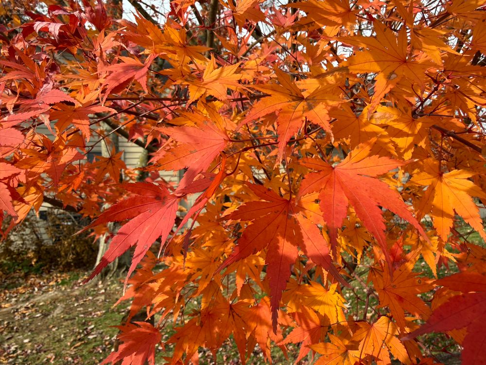 Small maple leaves rustle in the breeze, popping with warm shades of red and orange 
