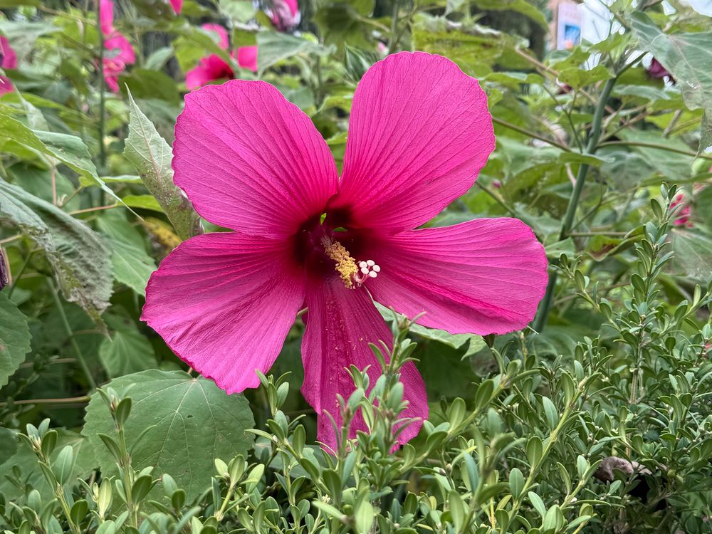 One giant hot pink flower with five big petals surrounded by greenery 