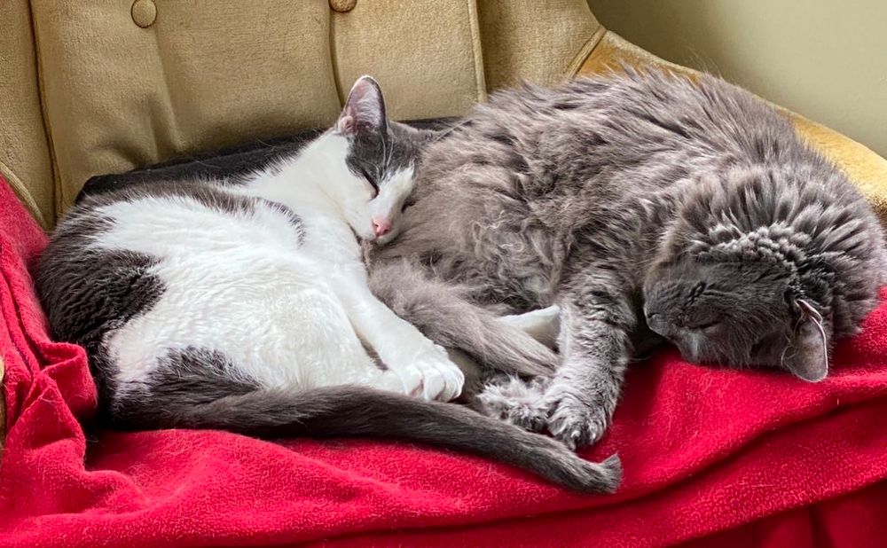 Foggy, the grey cat, is curled up napping with his brother Rascal, a white and grey cat. They are sleeping soundly on e red blanket in a gold chair. Rascal is using Foggy as a pillow 