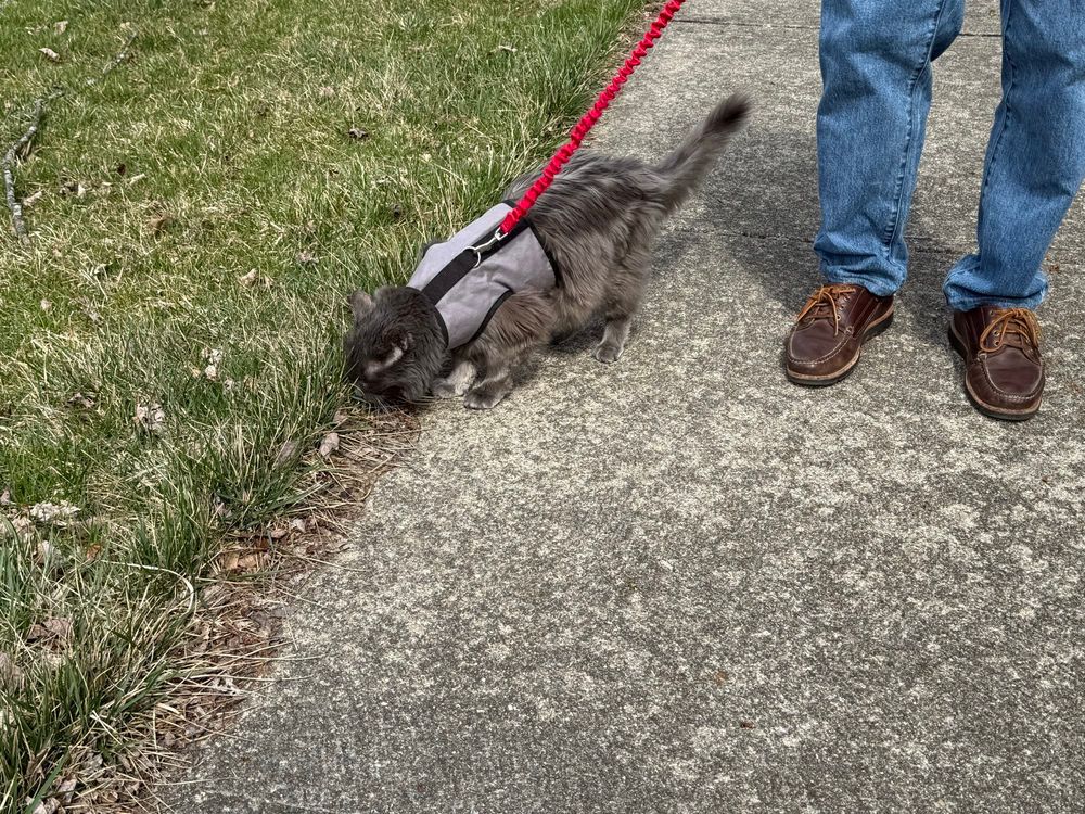 A grey cat in a harness is going for a walk down the sidewalk with a person in blue jeans and brown shoes. It’s to to sniff and eat the grass