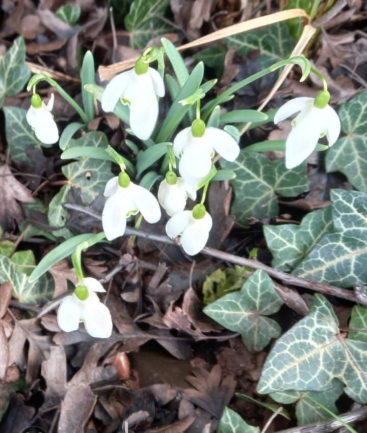A close-up photo of white cyclamen.