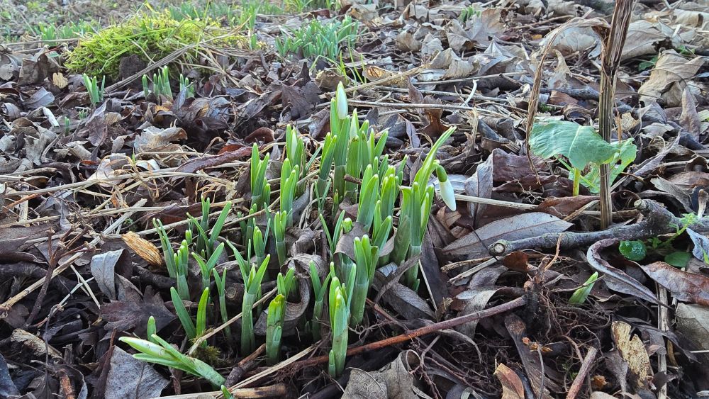 Snowdrops sprouting through the ground, surrounded by fallen leaves. Some of the snowdrops are starting to flower. The snowdrops are near the towpath, but you can't see the canal in the photo. 