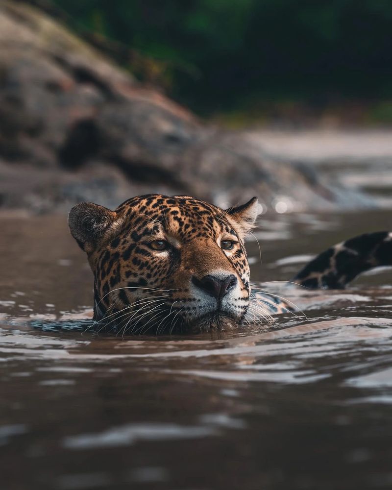 jaguar swimming very nicely