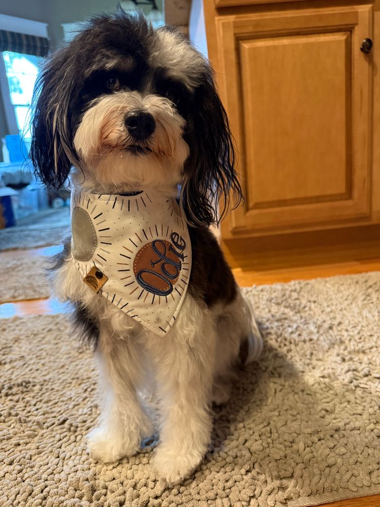 A black and white dog in a bandanna