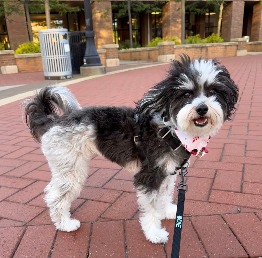 Black and white havanese dog outside