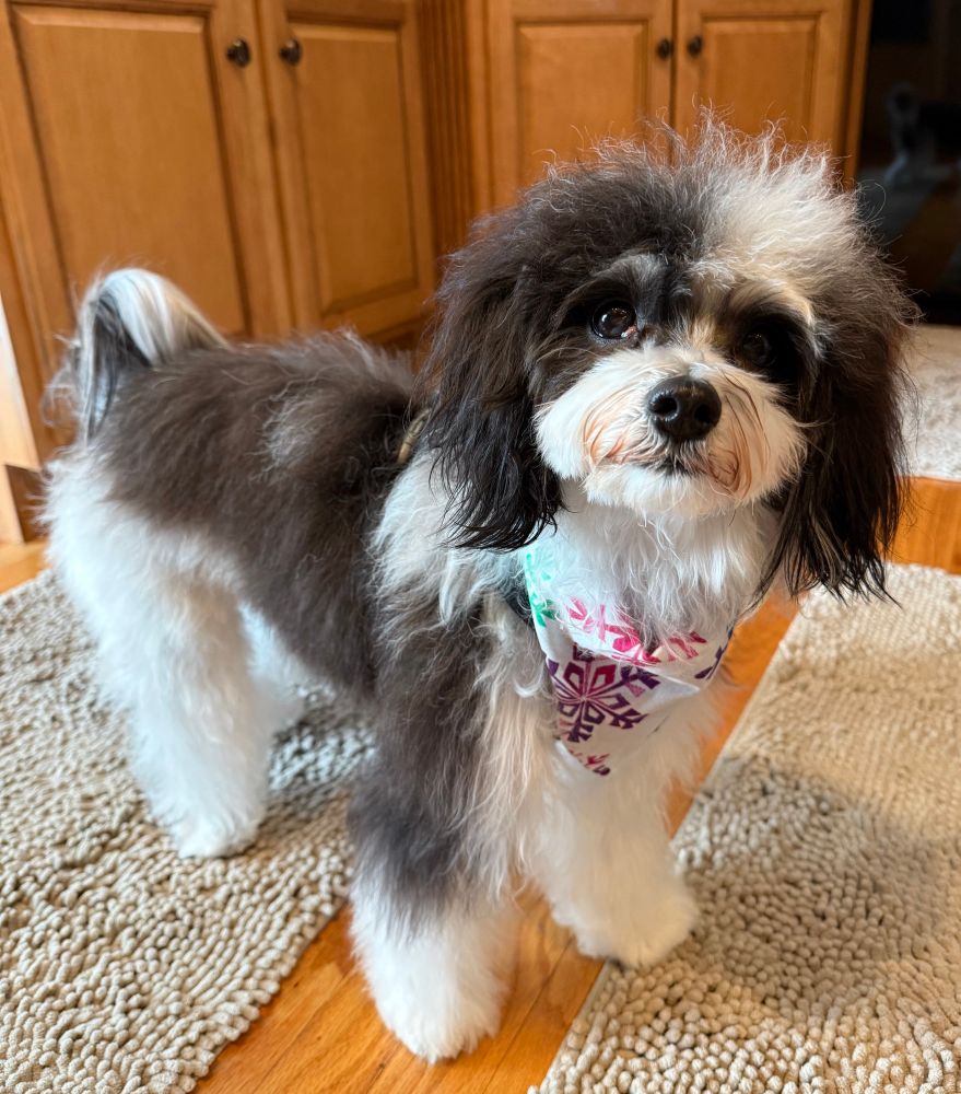 Black and white dog with scarf