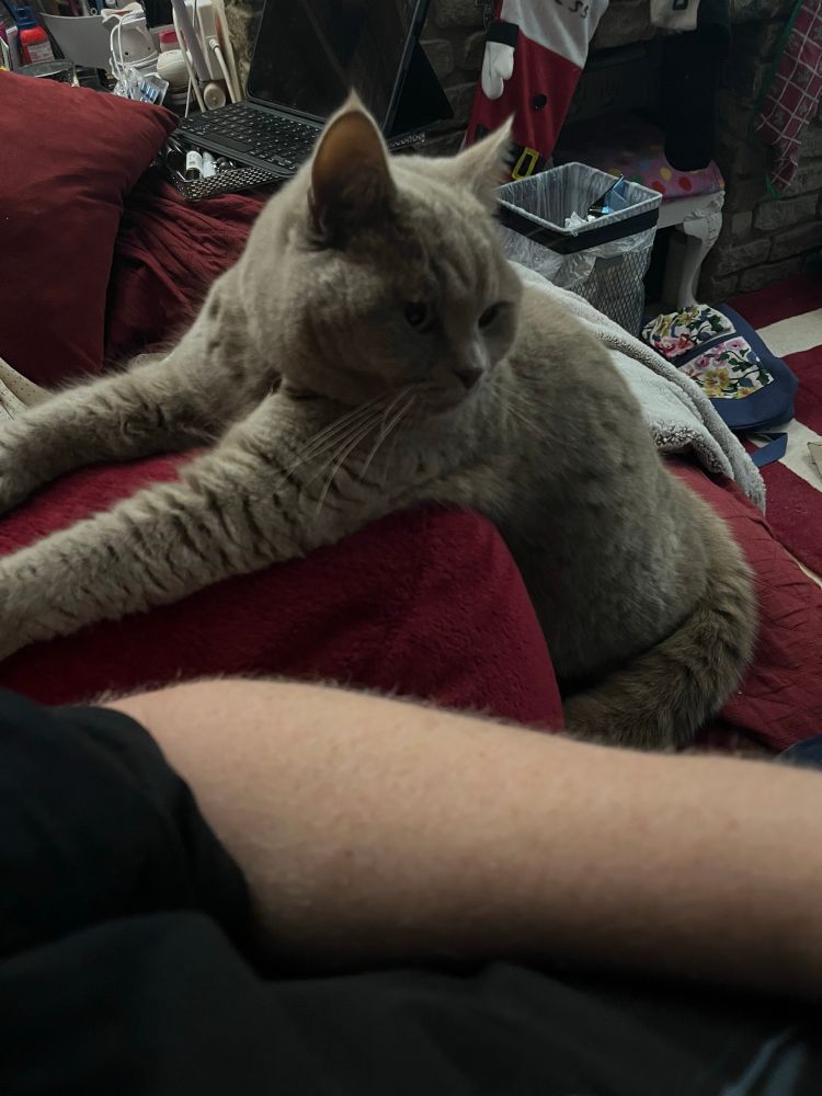 A grey, fluffy cat sat awkwardly on a cushion