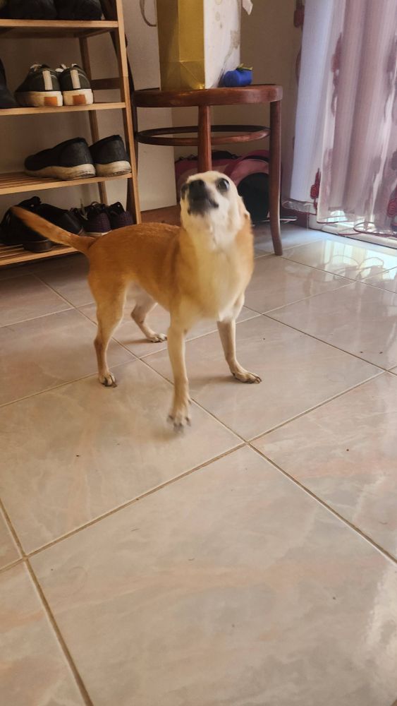 Squiggle in early April, excited to go for a walk