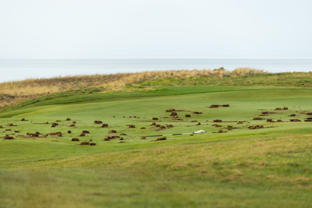 A golf course strewn with displaced earth mounds, indicating recent turf maintenance, with a hazy seascape in the background.