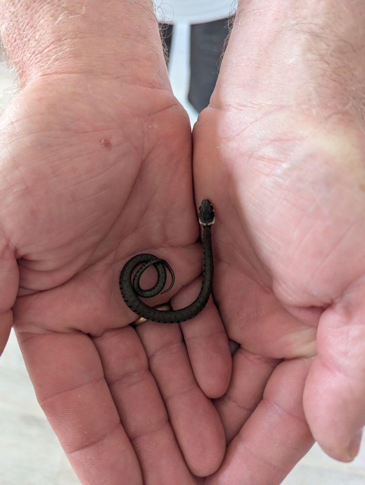 A picture of a very small, dark-colored snake in the hands of a man