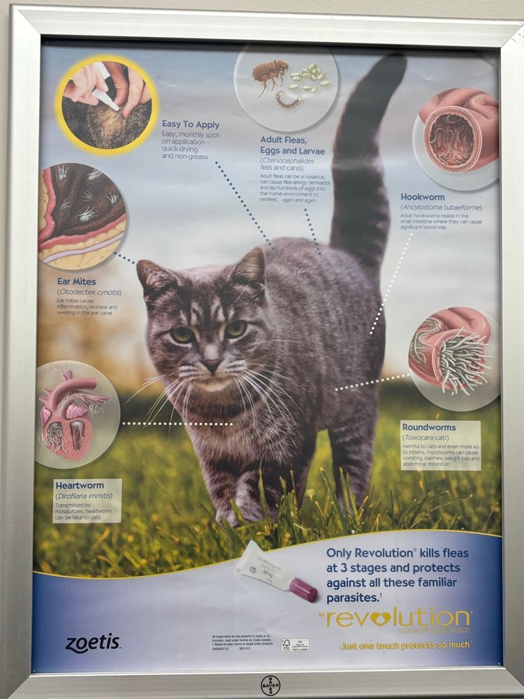A poster advertising anti-parasite medicine for cats. A grey tabby has various parts highlighted & shows illustrations of infections of heartworms, roundworms, hookworms, ear mites and fleas. They all look to be extreme cases.