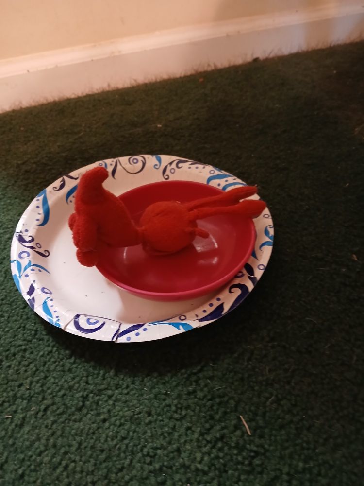 A well-worn small red plush toy sits face down in a punk food dish on top of a paper plate.