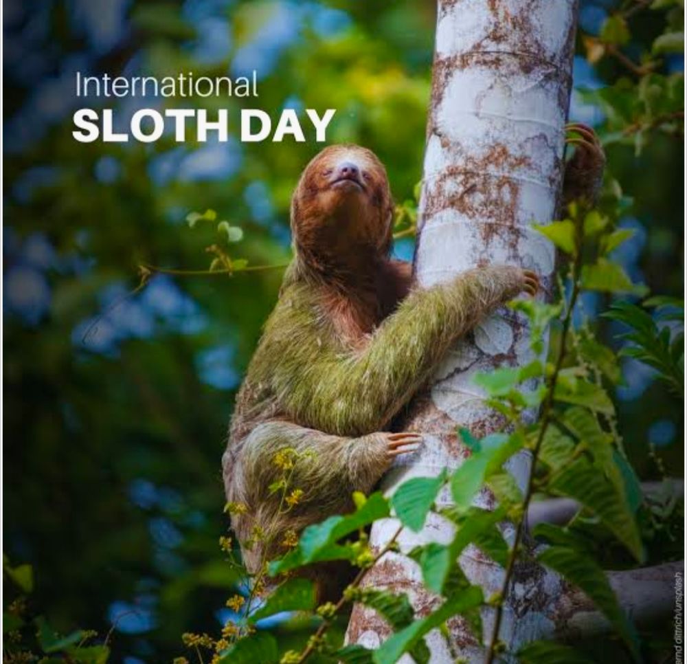 UN post for International Sloth Day