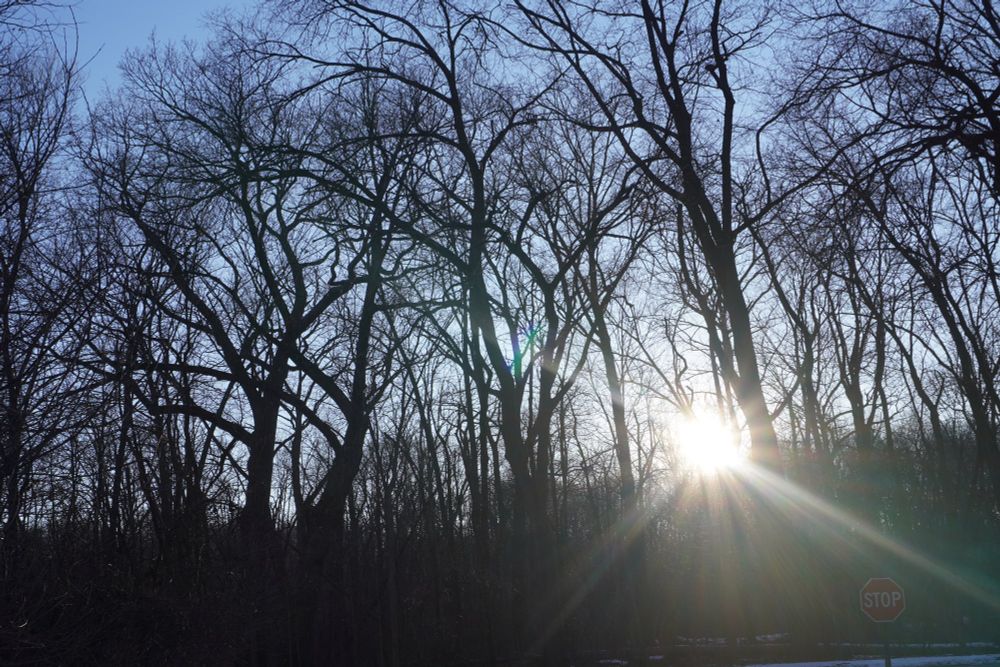 Sun shining through trees at sunset