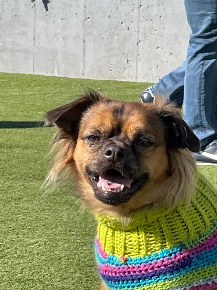 Merrick the fluffy little brown dog in a green and pink sweater.