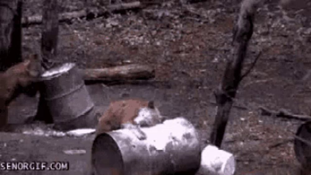 a group of foxes are playing with a trash can in the woods .