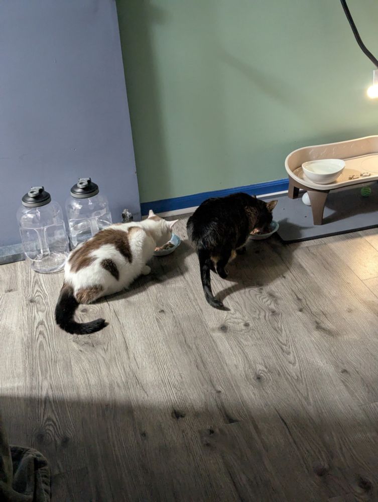 Two cats are giving their backs to the camera while their heads are in their food bowls. 